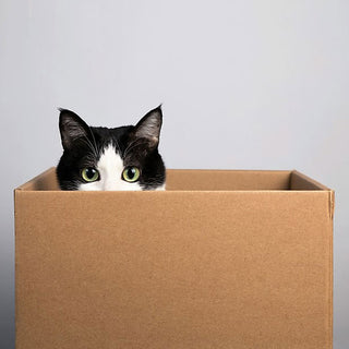 Scatole: perché sono l'oggetto del desiderio dei gatti?